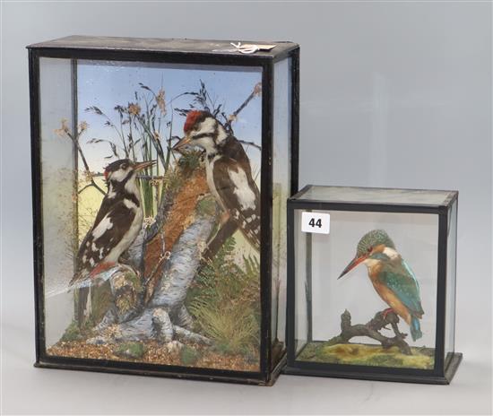 Two cased taxidermic bird displays: woodpeckers and kingfisher